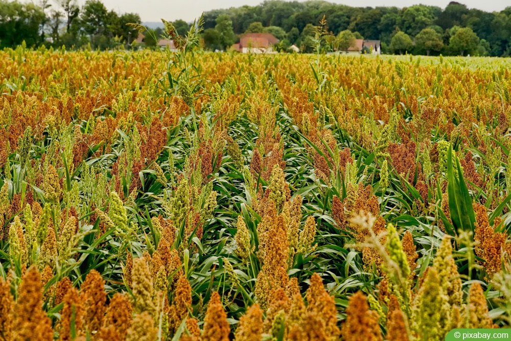 Sorghumhirse (bot. Sorghum)