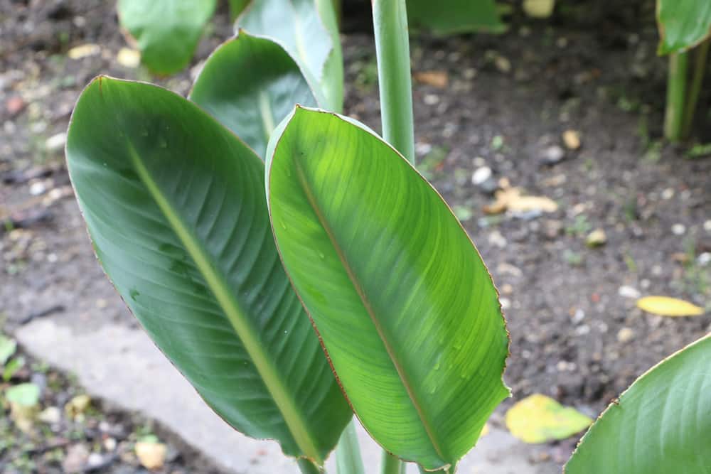 Strelitzia reginae - Paradiesvogelblume - Königsstrelitzie