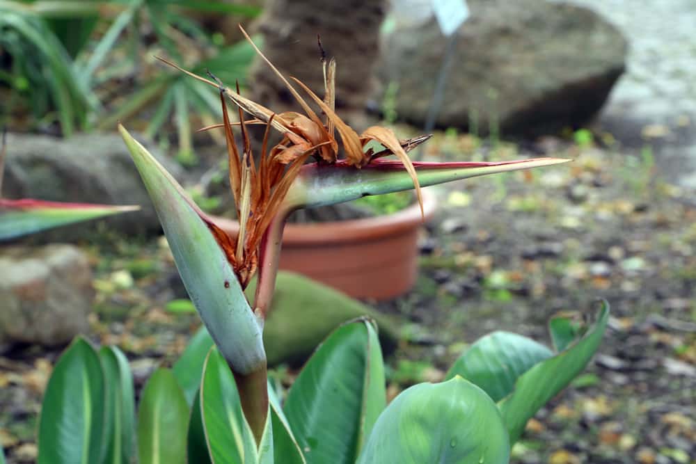 Strelitzia reginae - Paradiesvogelblume - Königs Strelitzie