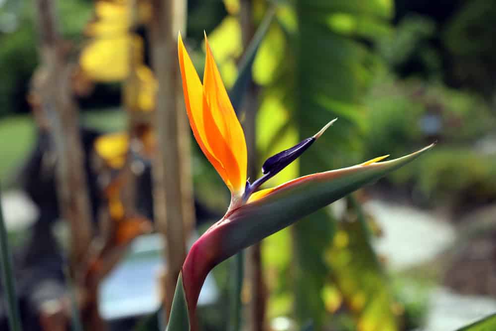 Strelitzia reginae - Paradiesvogelblume - Königs Strelitzie