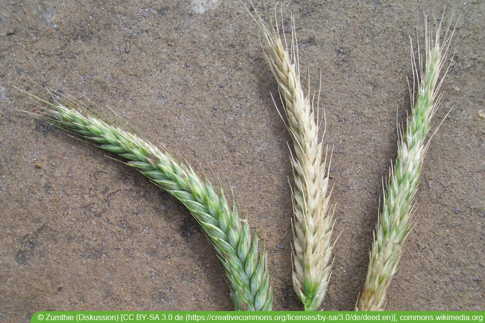 Triticale (Triticum aestivum x Secale cereale)