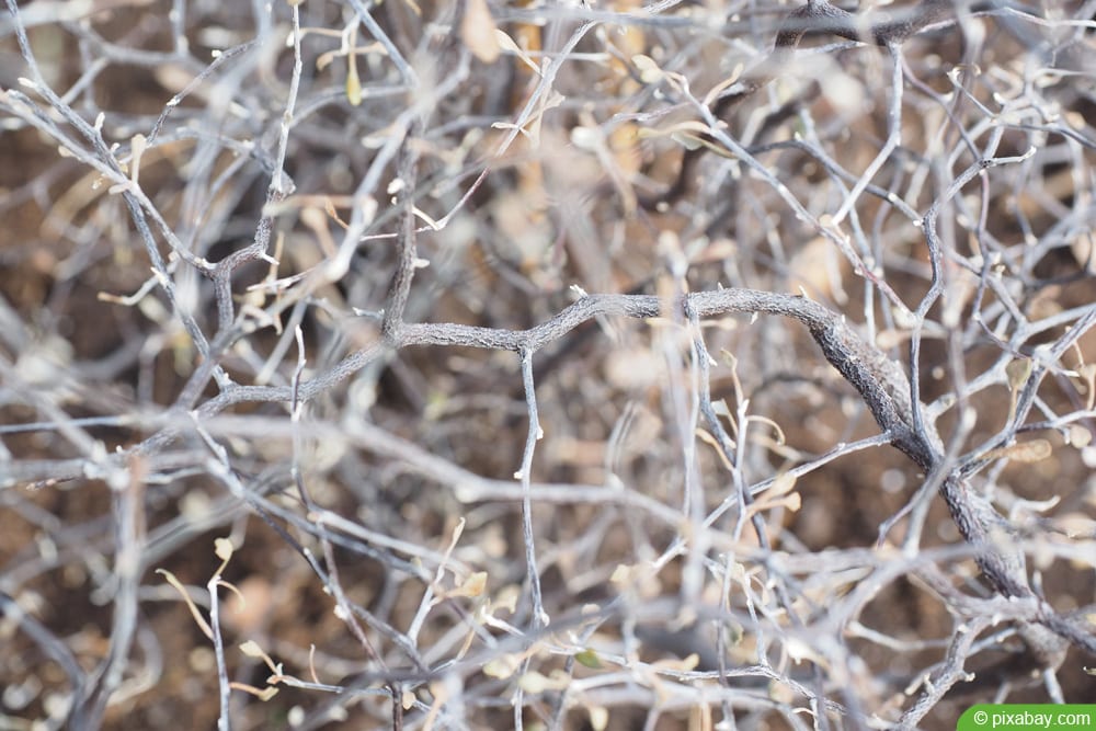 Zickzackstrauch - Corokia cotoneaster