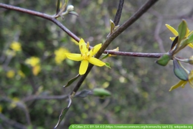 Zickzackstrauch - Corokia cotoneaster