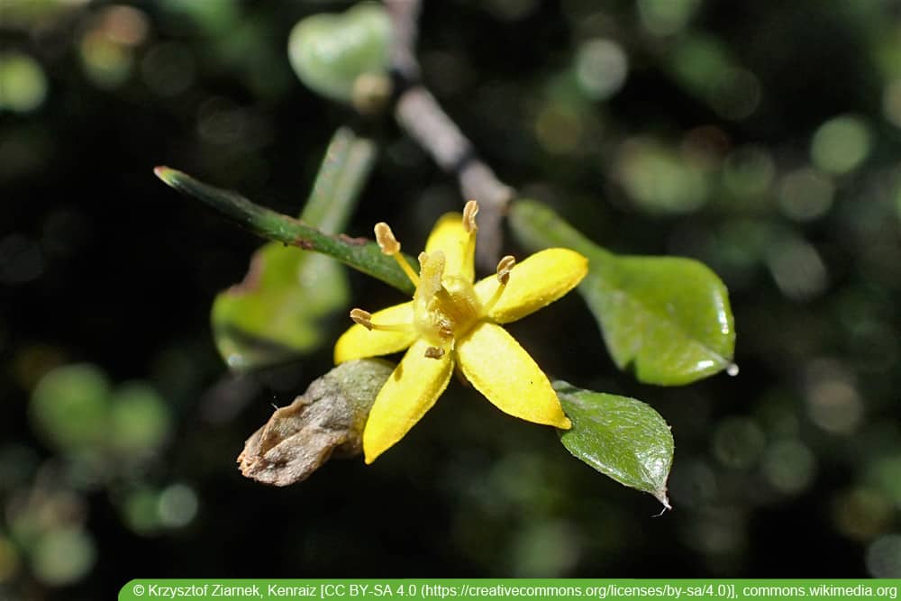 Zickzackstrauch - Corokia cotoneaster