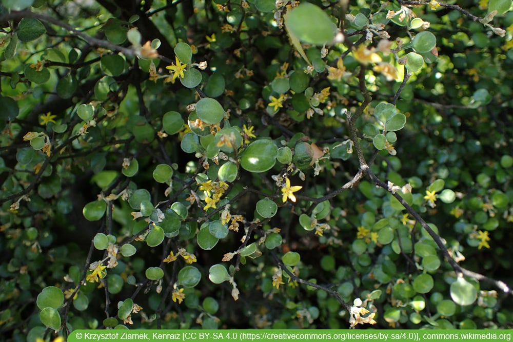 Zickzackstrauch - Corokia cotoneaster