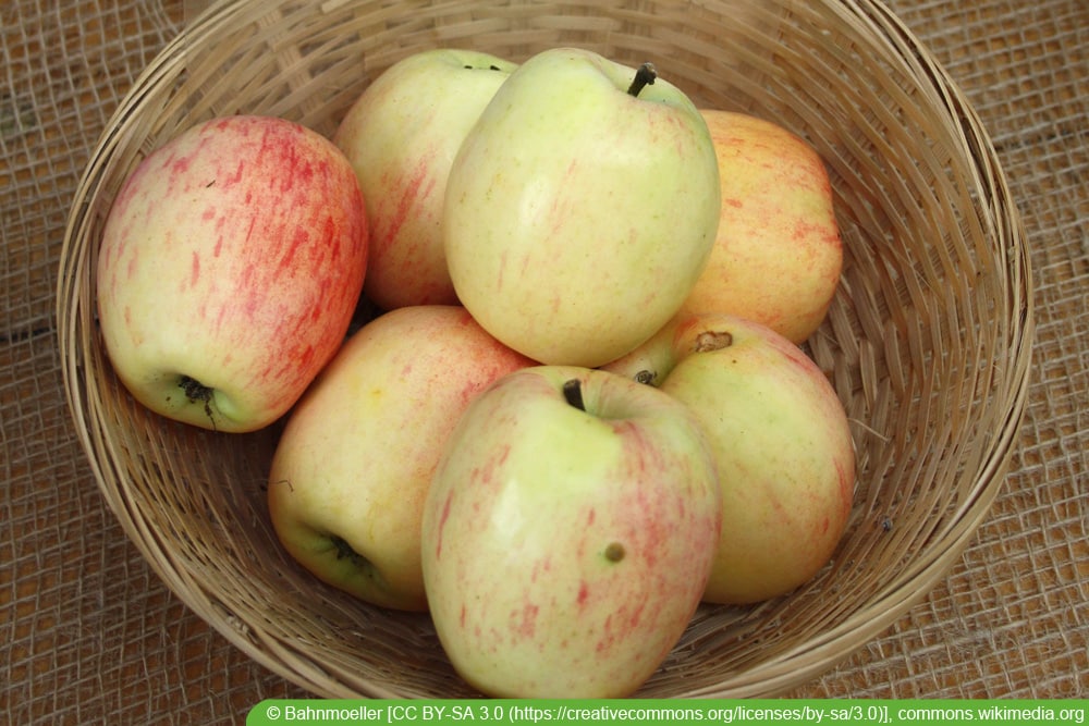 alte Apfelsorten: Alantapfel