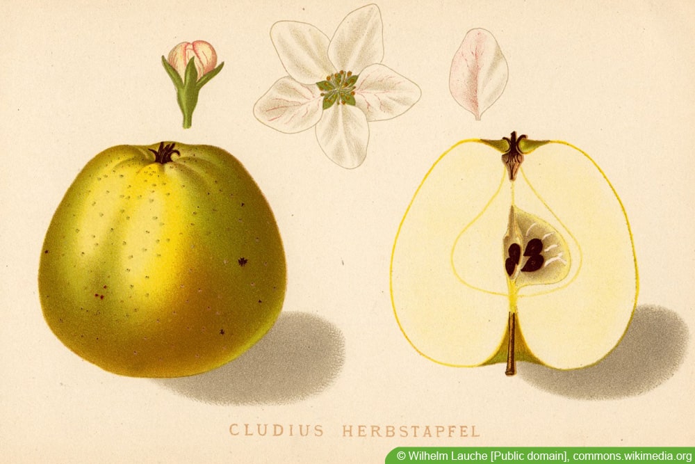 alte Apfelsorten: Cludius Herbstapfel