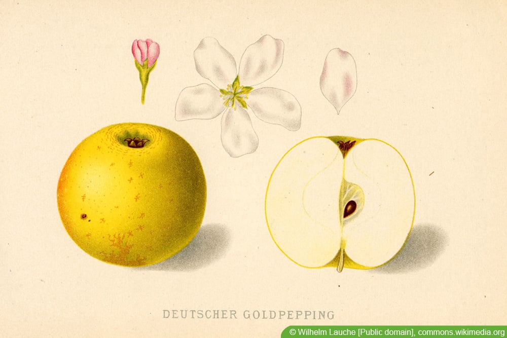 alte Apfelsorten: Deutscher Goldpepping