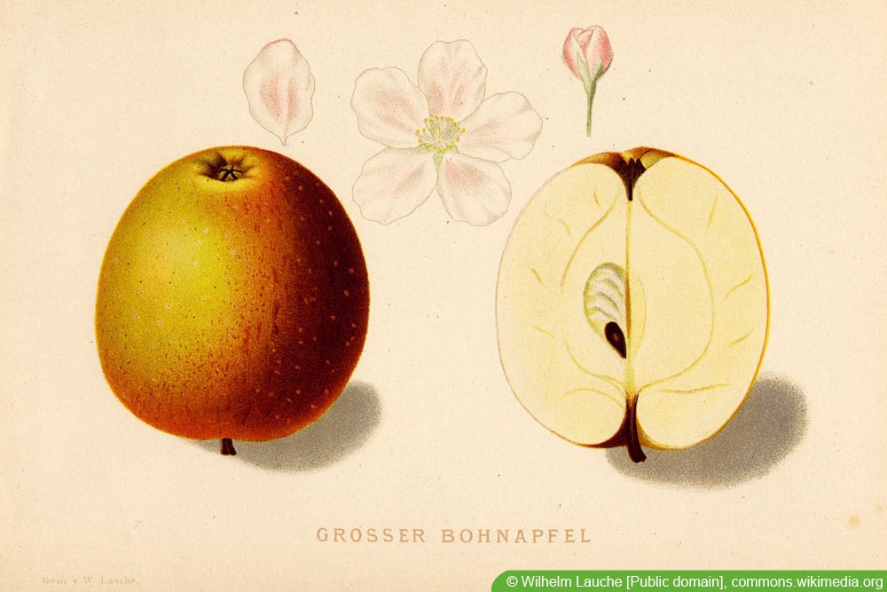 alte Apfelsorten: Großer Bohnapfel