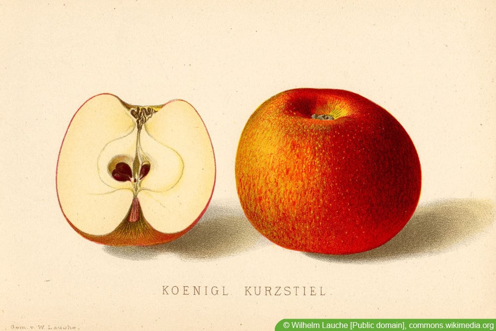 alte Apfelsorten: königlicher Kurzstiel