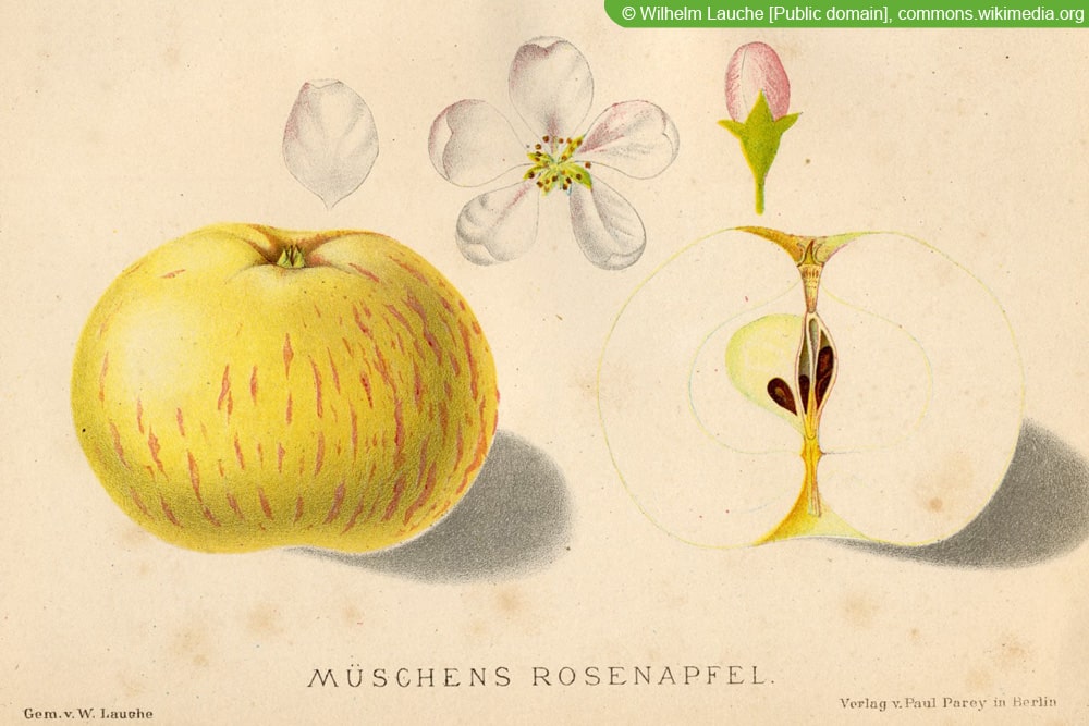 alte Apfelsorten: Müschens Rosenapfel, Weißer Sommer-Rambour