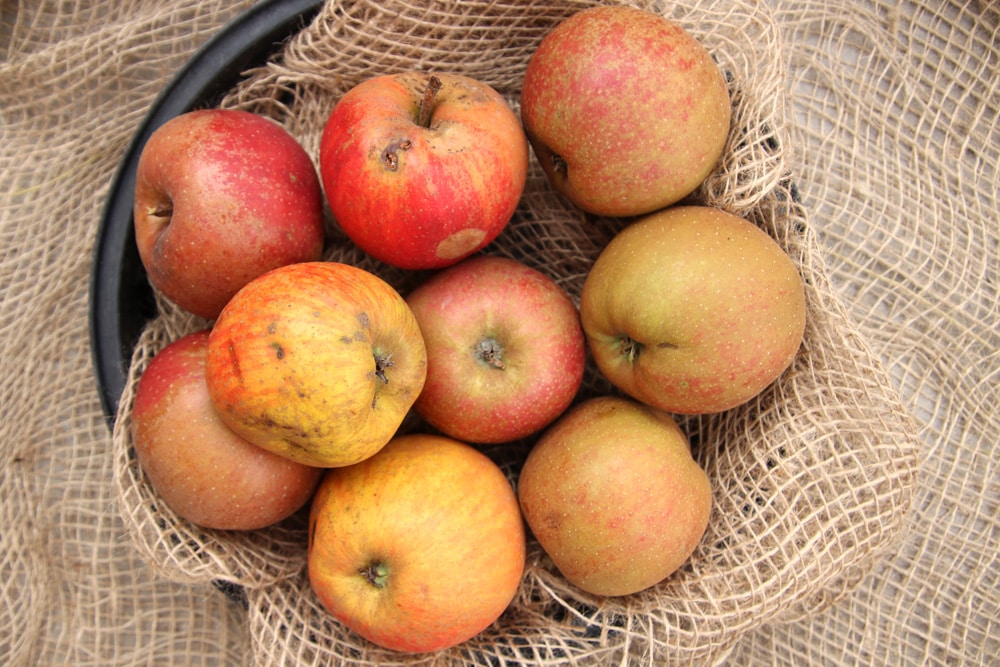 alte Apfelsorten: roter Boskop