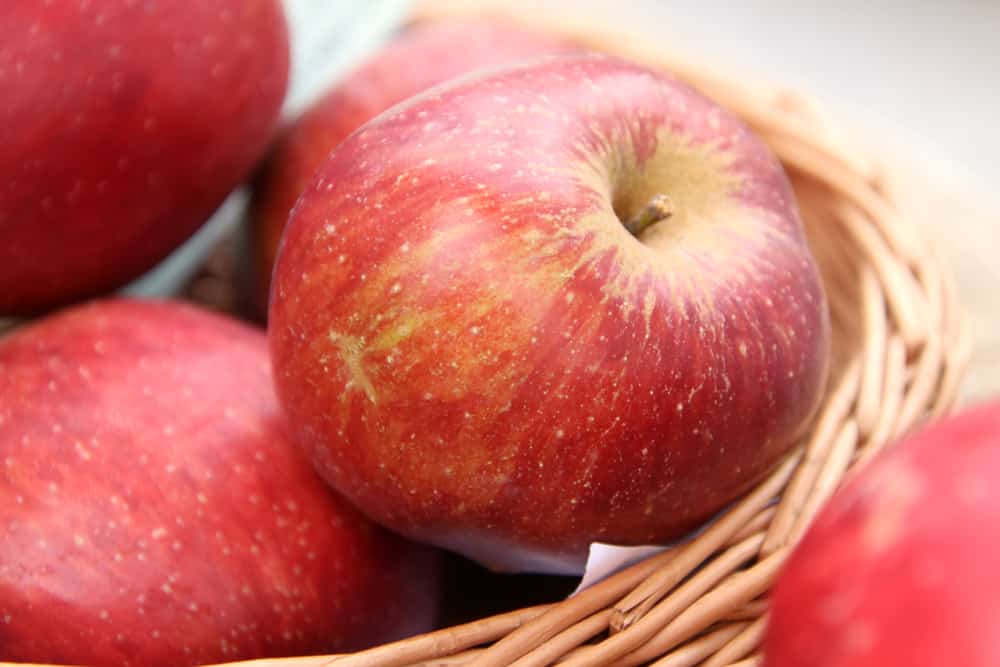 alte Apfelsorten: roter Eiserapfel