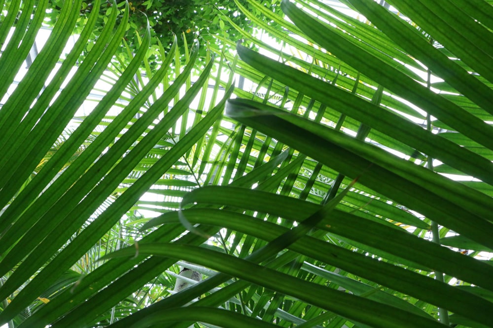 Areca palme - Dypsis lutescens - Goldfruchtpalme für sonnige Dachterrasse