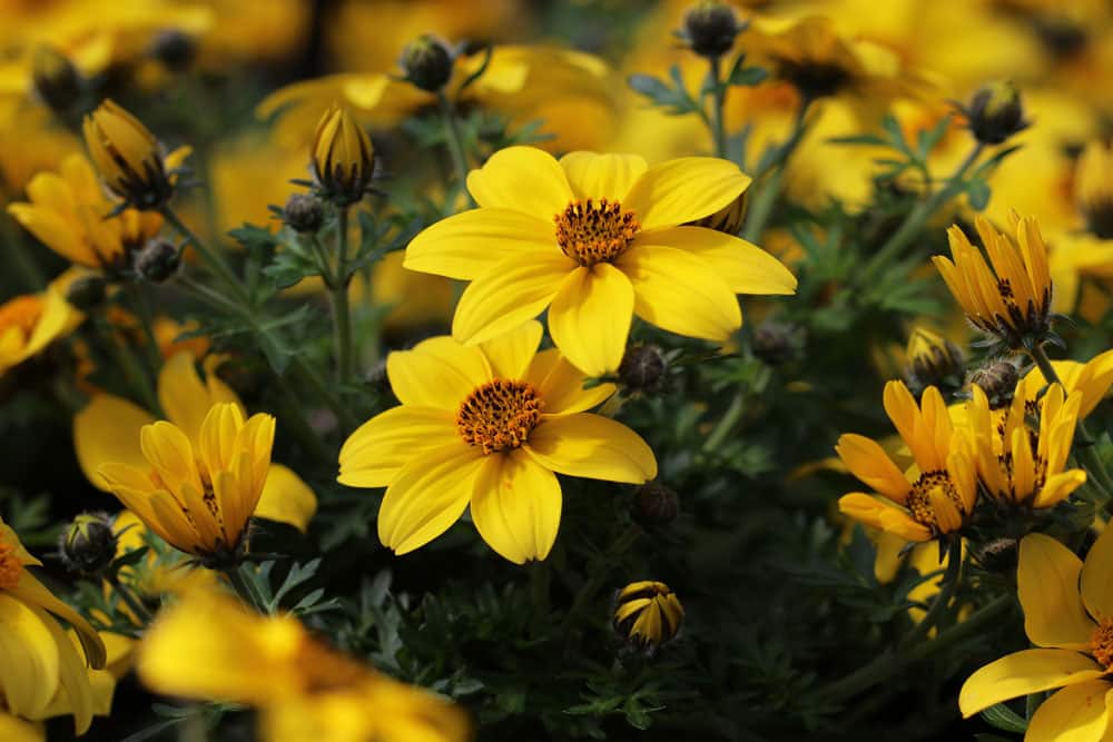 Goldmarie - Bidens ferulifolia - Zweizahn für sonnige Dachterrasse