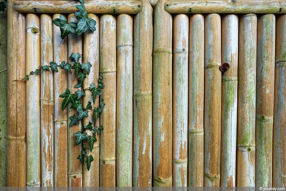 Terrassendielen aus Bambus (Bambusoideae)