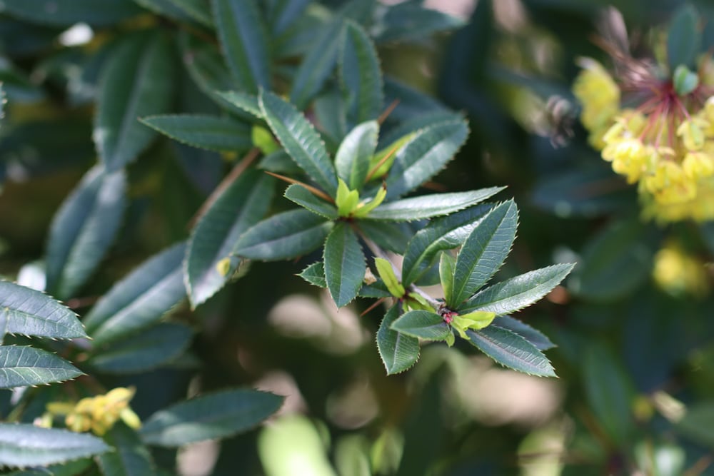 Berberitze - Berberis jaeschkeana