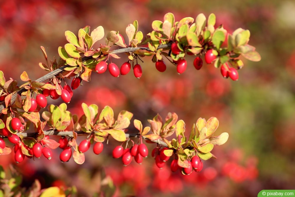 Berberitze - Berberis jaeschkeana