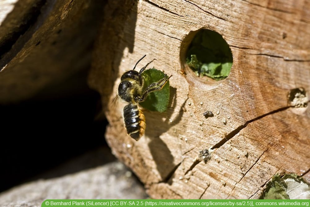 Blattschneiderbienen - Megachile