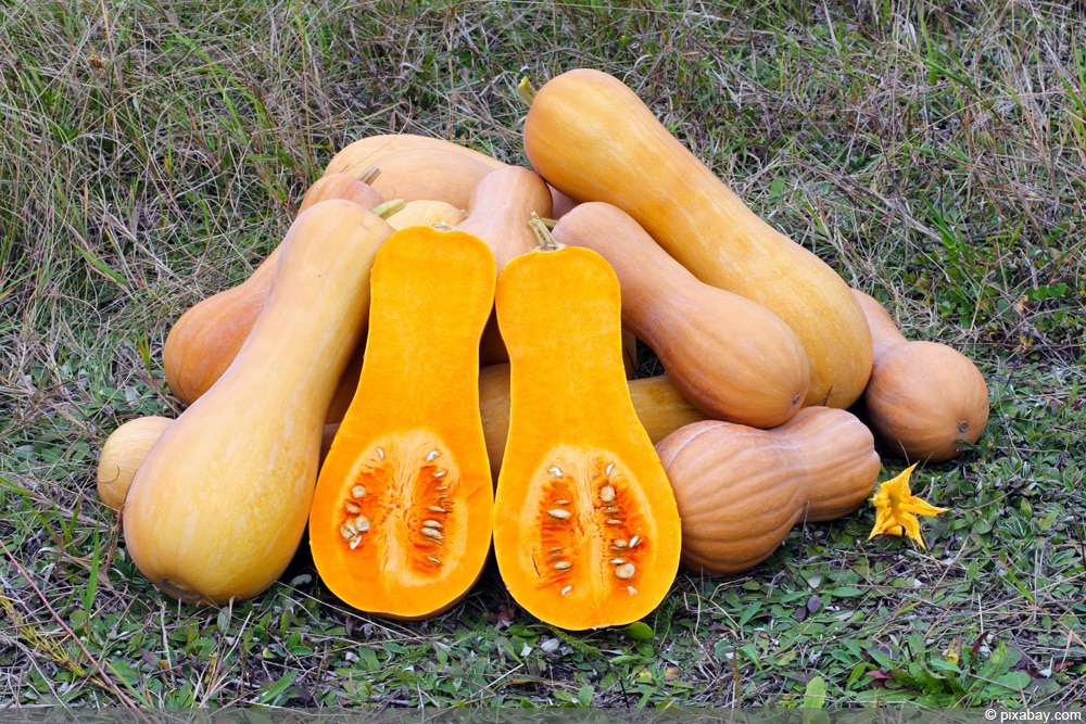 Butternut - Kürbis