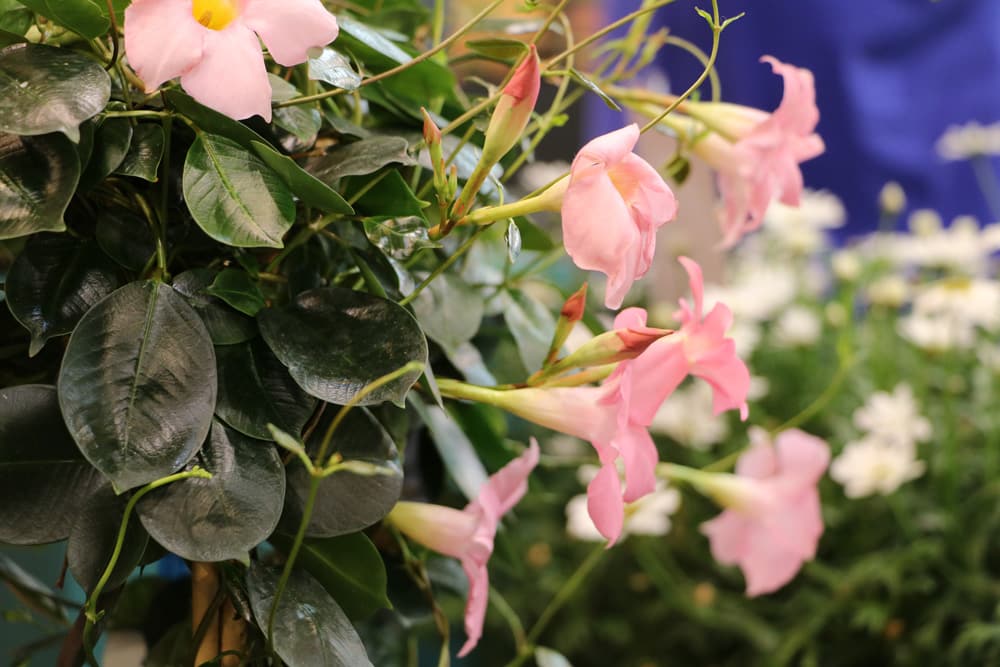 Dipladenia - Mandevilla für sonnige Dachterrasse