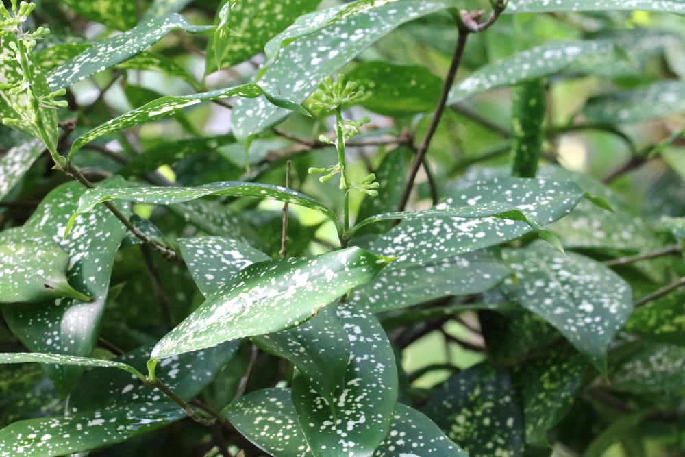 Drachenbaum - Dracaena surculosa