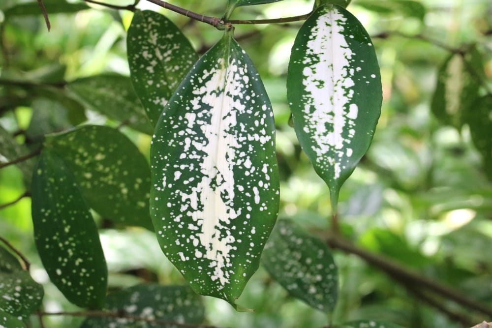 Ist die Glücksfeder / Zamioculcas giftig? Hinweise für Kinder und