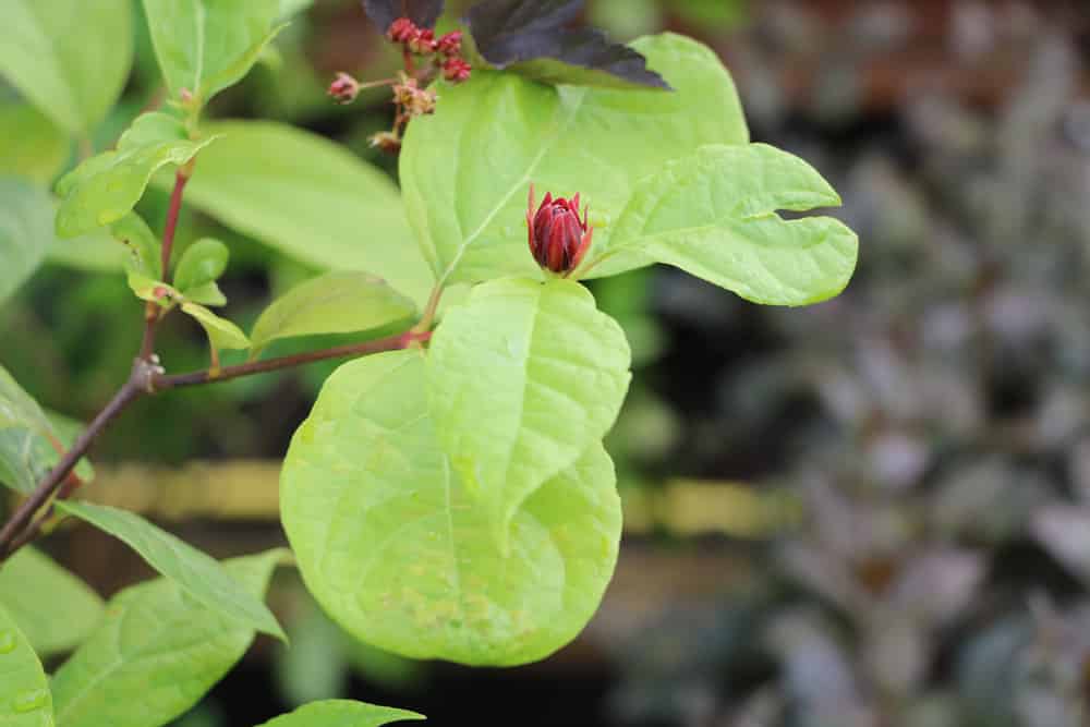 echter Gewürzstrauch - Calycanthus floridus