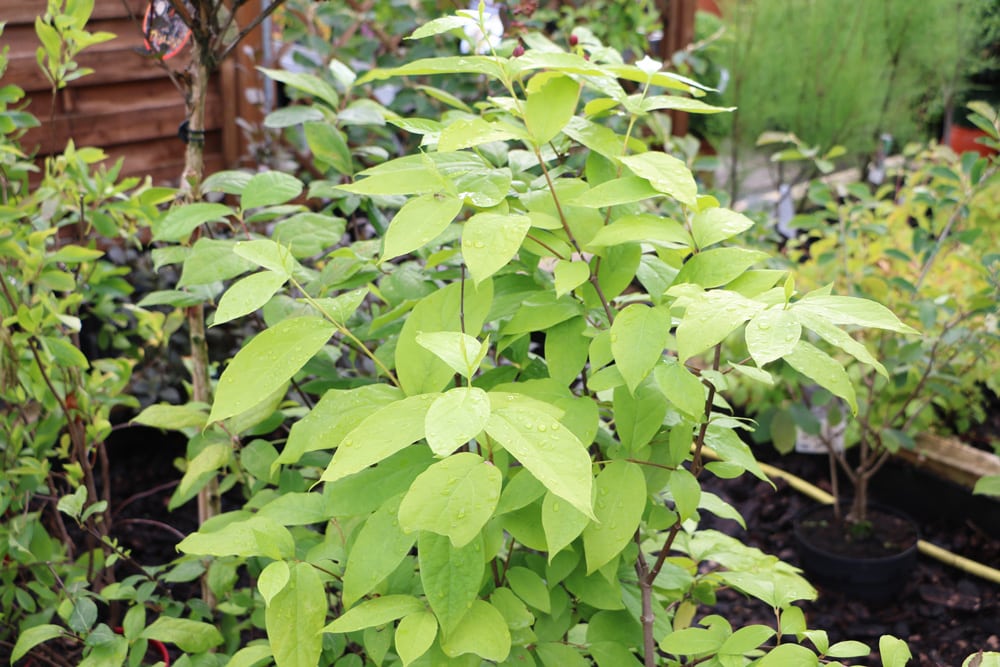 Echter Gewürzstrauch - Calycanthus floridus