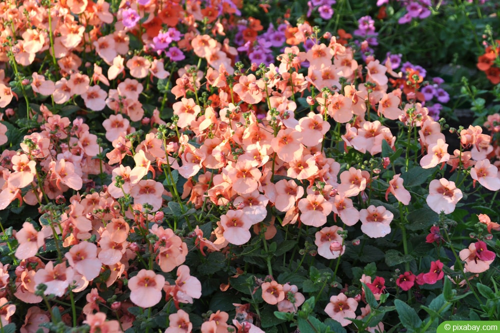 Elfensporn - Diascia für sonnige Dachterrasse