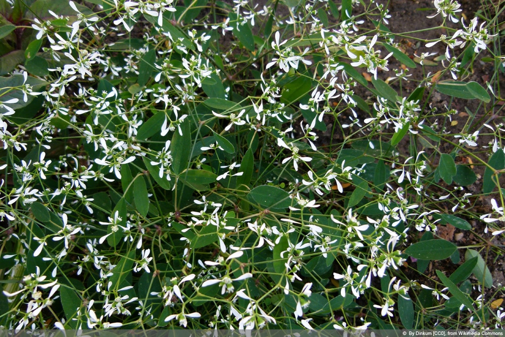 Euphoria Diamond Ffrost - Chamaesyce hypericifolia