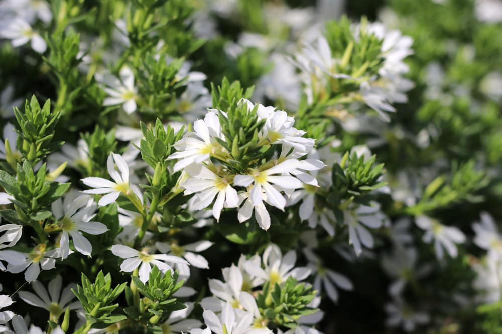 weiße Fächerblume - Scaevola aemula