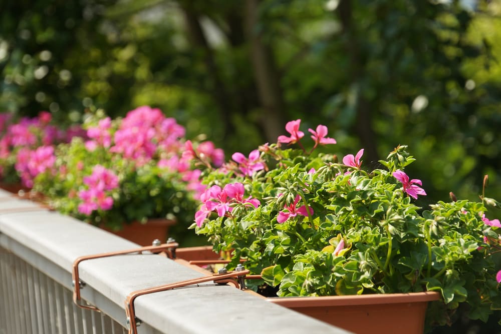 Geranie - Pelargonie pelargonium für sonnige Dachterrasse