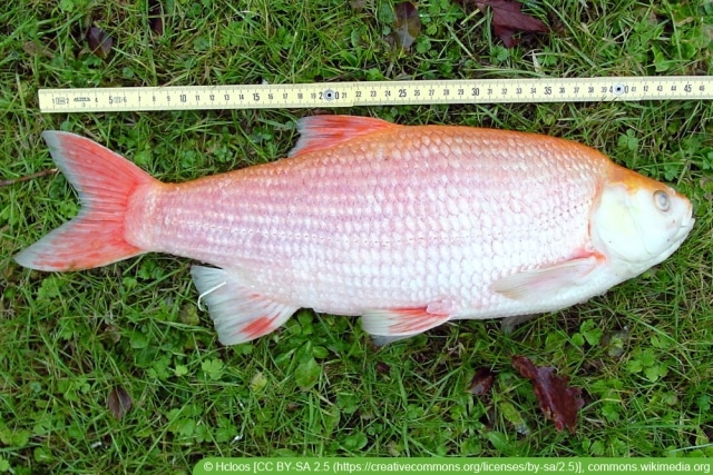 Koi im Gartenteich Haltung, Pflege und Überwintern