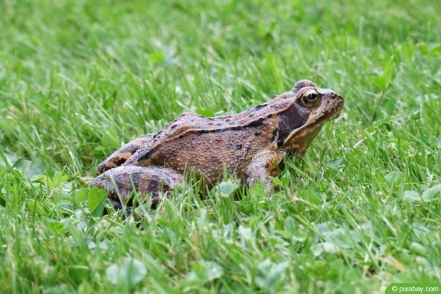 Frosch im Teich Was fressen Frösche im Gartenteich?