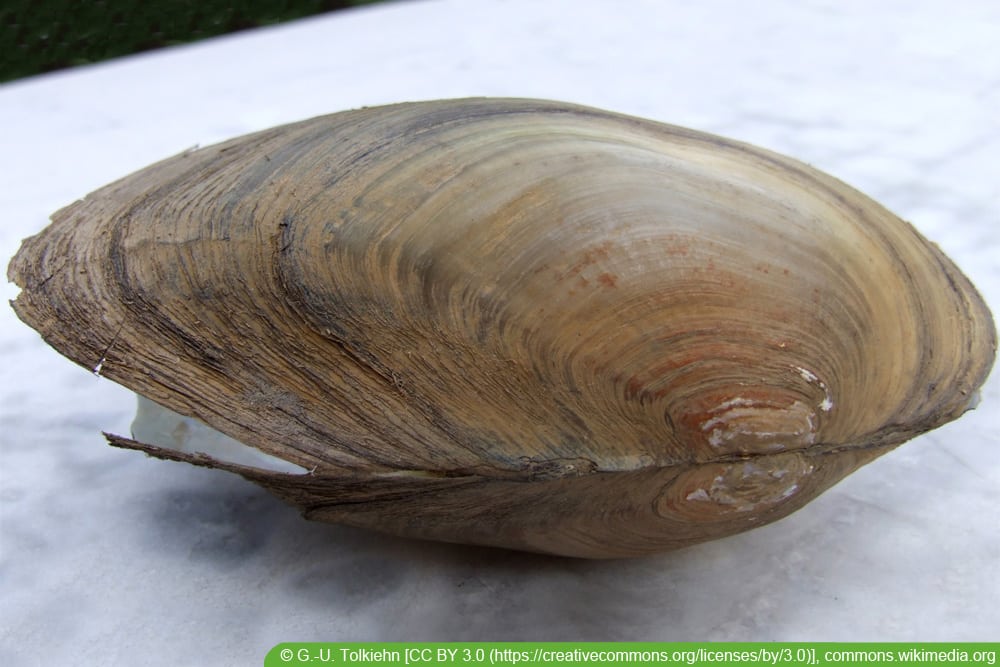 Große Teichmuscheln (Anodonta cygnea)