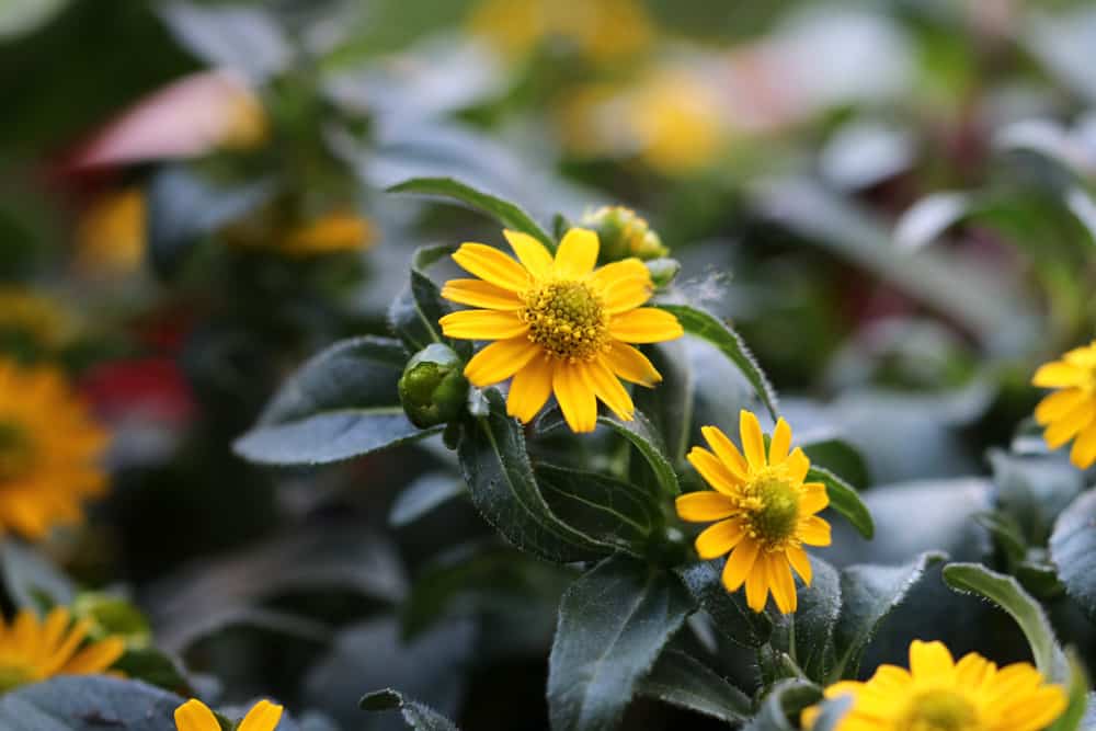 Husarenknopf - Sanvitalia procumbens für sonnige Dachterrasse