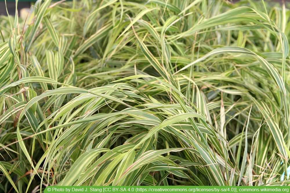 Japangras - Hakonechloa macra - Albo striata