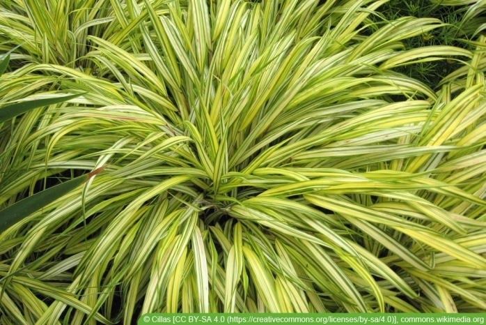 Japangras - Hakonechloa macra alboaurea