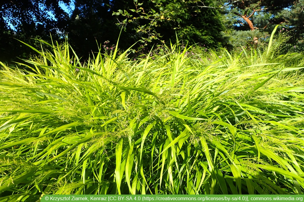 Japangras - Hakonechloa macra - All gold