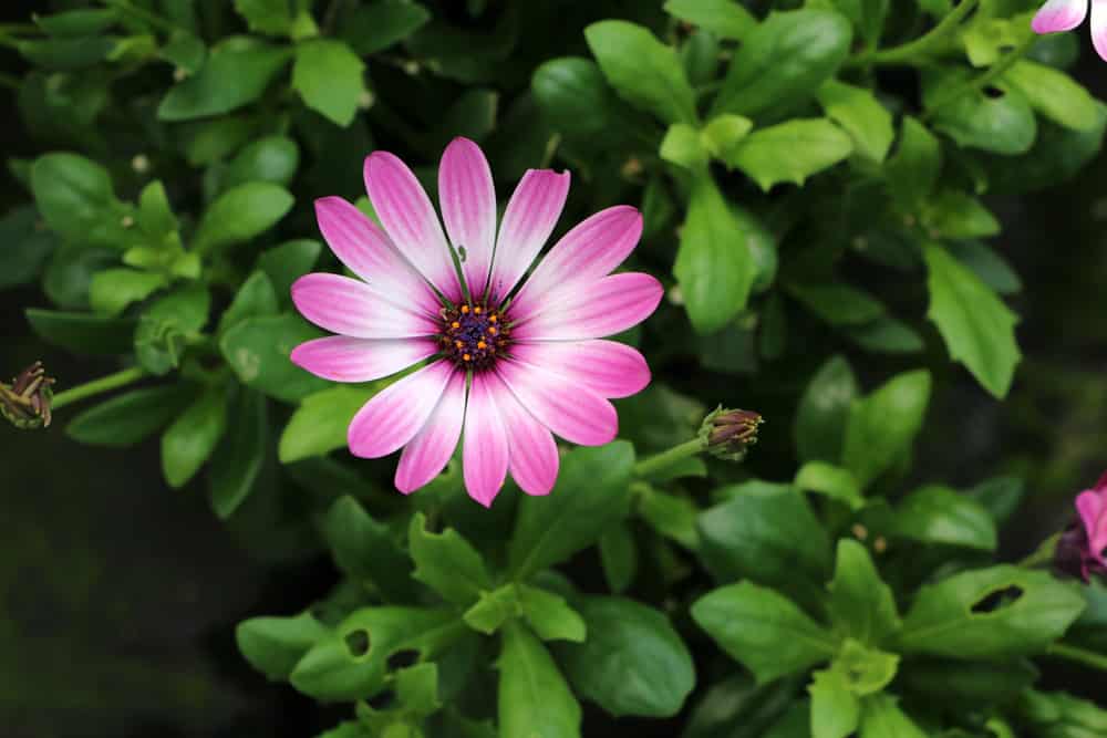 Kapkörbchen - Osteospermum für sonnige Dachterrasse