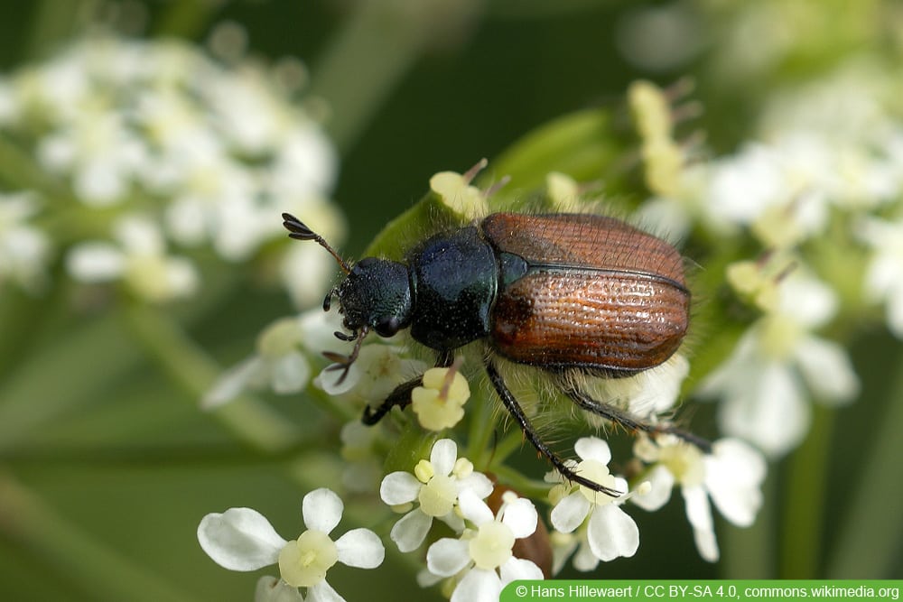 Kleiner Rosenkäfer - Phyllopertha horticola