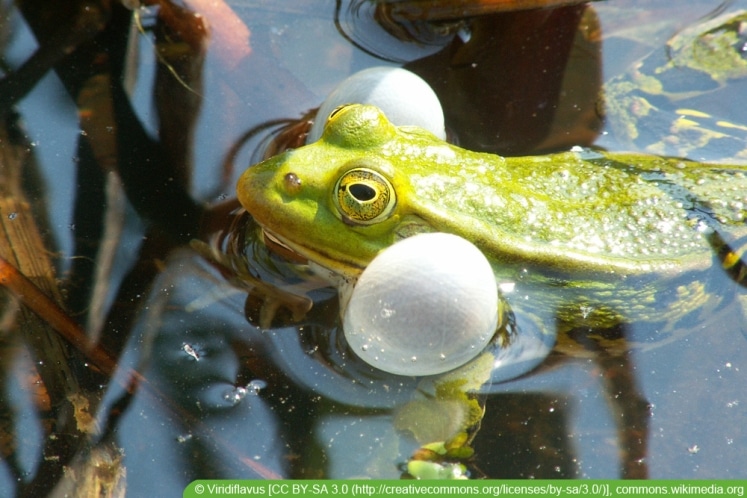 Frosch im Teich Was fressen Frösche im Gartenteich?