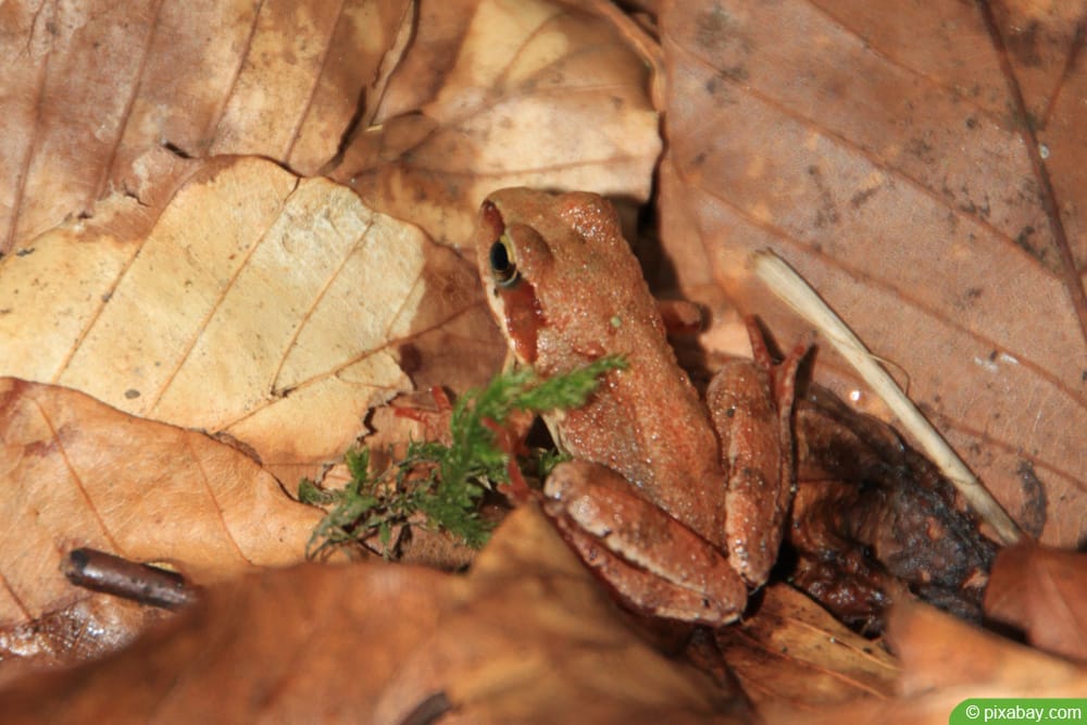 Laubfrosch - Hyla arborea