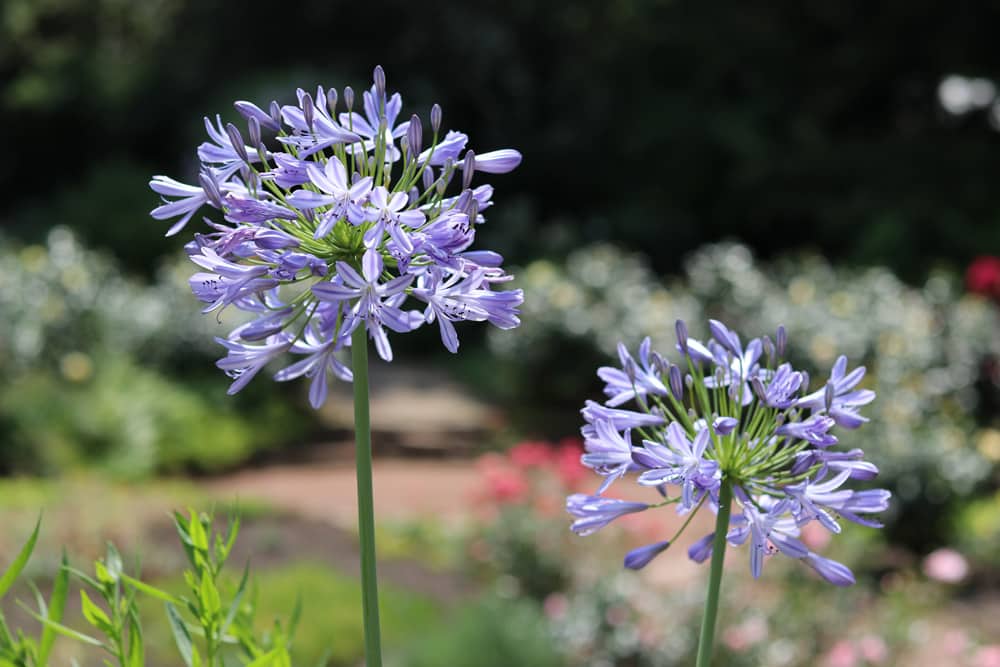 Liebesblume - Schmucklilie - Agapanthus für sonnige Dachterrasse