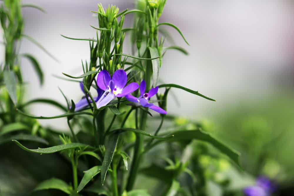 Männertreu - Lobelia erinus für sonnige Dachterrasse