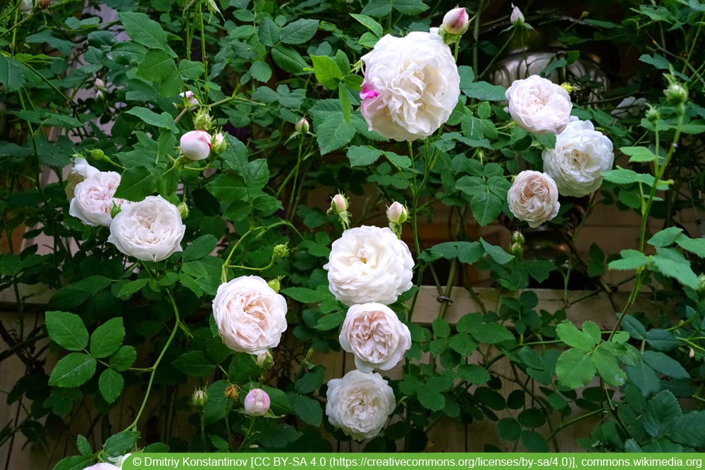 historische Rosensorten: Madame Plantier