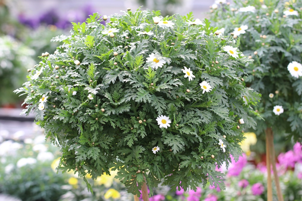 Strauchmargeriten - Argyranthemum für sonnige Dachterrasse