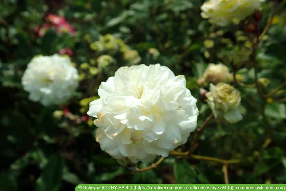 historische Rosensorten: Marie Jeanne