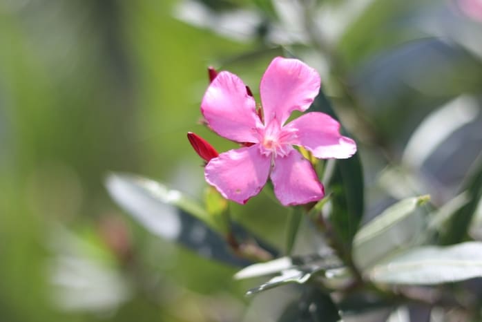 Oleander - Nerium oleander für sonnige Dachterrasse